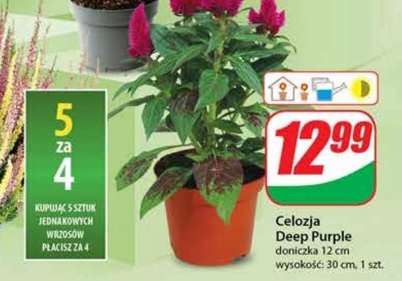 Celozja deep purple 12 cm promocja