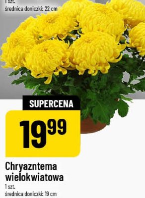 Chryzantema wielokwiatowa promocja w POLOmarket