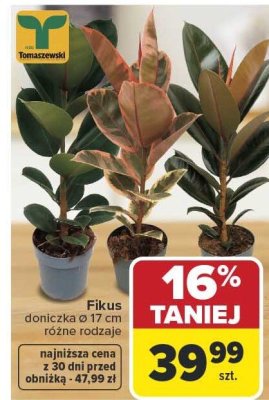 Fikus doniczkowy Ø 17 cm różne rodzaje promocja w Carrefour