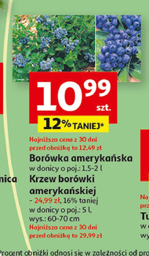 Borówka amerykańska 2 l promocja