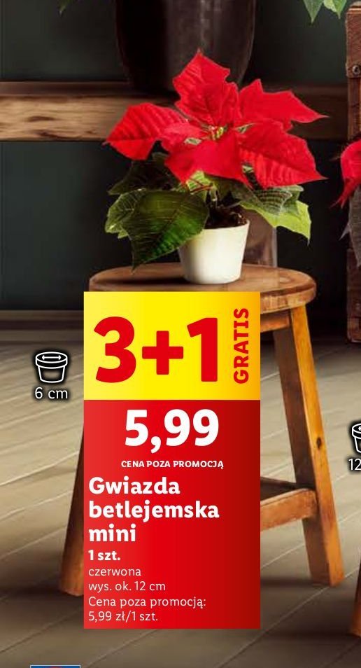 Gwiazda betlejemska mini promocja w Lidl