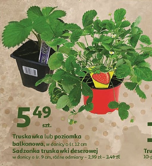 Poziomki balkonowa promocja