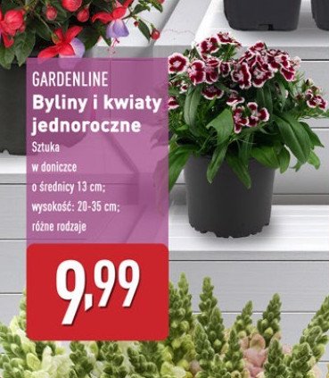 Byliny jednoroczne 13 cm promocja w Aldi
