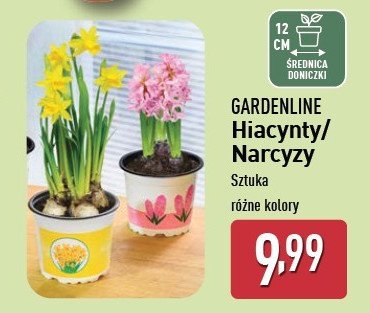 Narcyz doniczka 12 cm GARDEN LINE promocja w Aldi