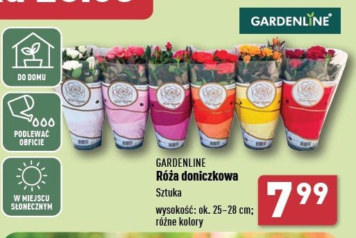 Róża w doniczce GARDEN LINE promocja