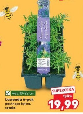 Lawenda promocja w Kaufland