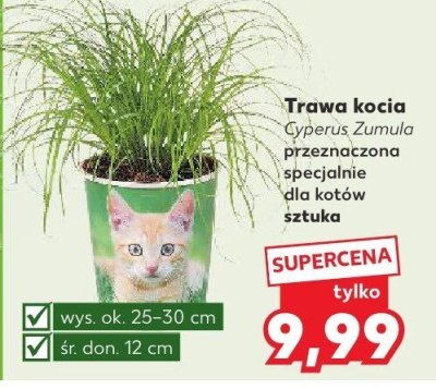 Trawa kocia Cyperus Zumula przeznaczona specjalnie dla kotów sztuka promocja w Kaufland