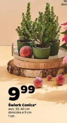 Świerk Conica  ø 9 cm promocja w Netto