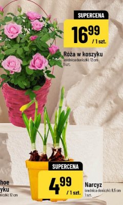 Róża w koszyku promocja w POLOmarket