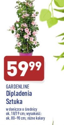Dipladenia 80-90 cm GARDEN LINE promocja