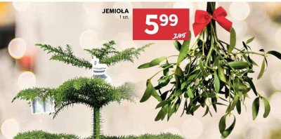 Jemioła promocja w Stokrotka