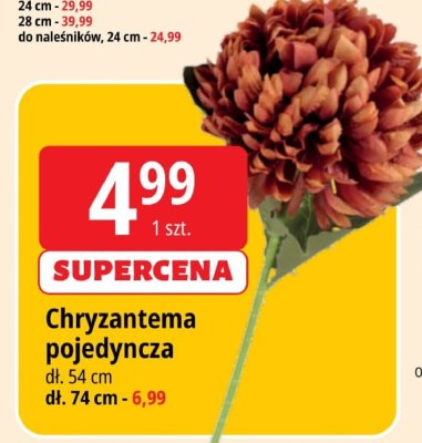 Chryzantema pojedyncza promocja w Leclerc