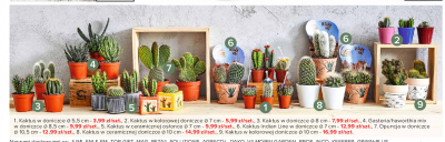 Gasteria/haworthia mix w don. 8.5 promocja