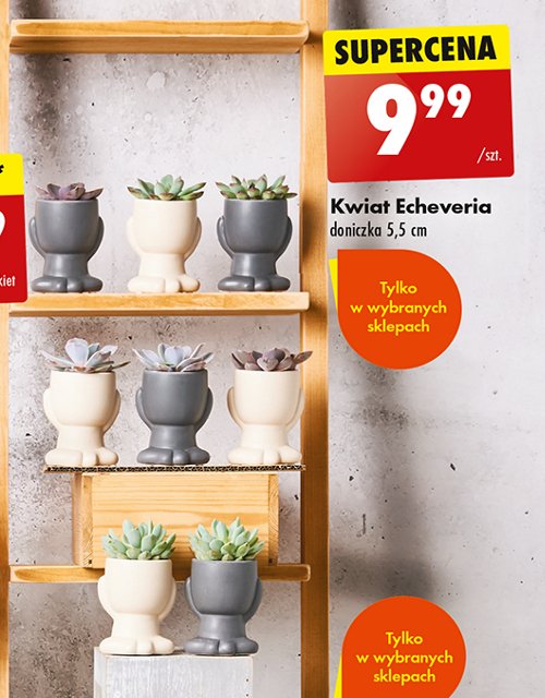 Echeveria w doniczce ceramicznej promocja