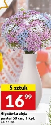 Gipsówka cięta pastel 50 cm promocja w Twój Market