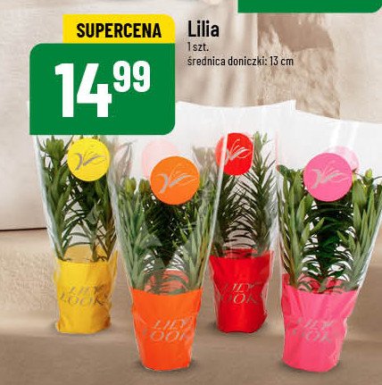 Lilia śr. donicy 13 cm promocja w POLOmarket