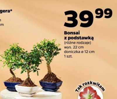 Bonsai z podstawką różne rodzaje promocja w Netto