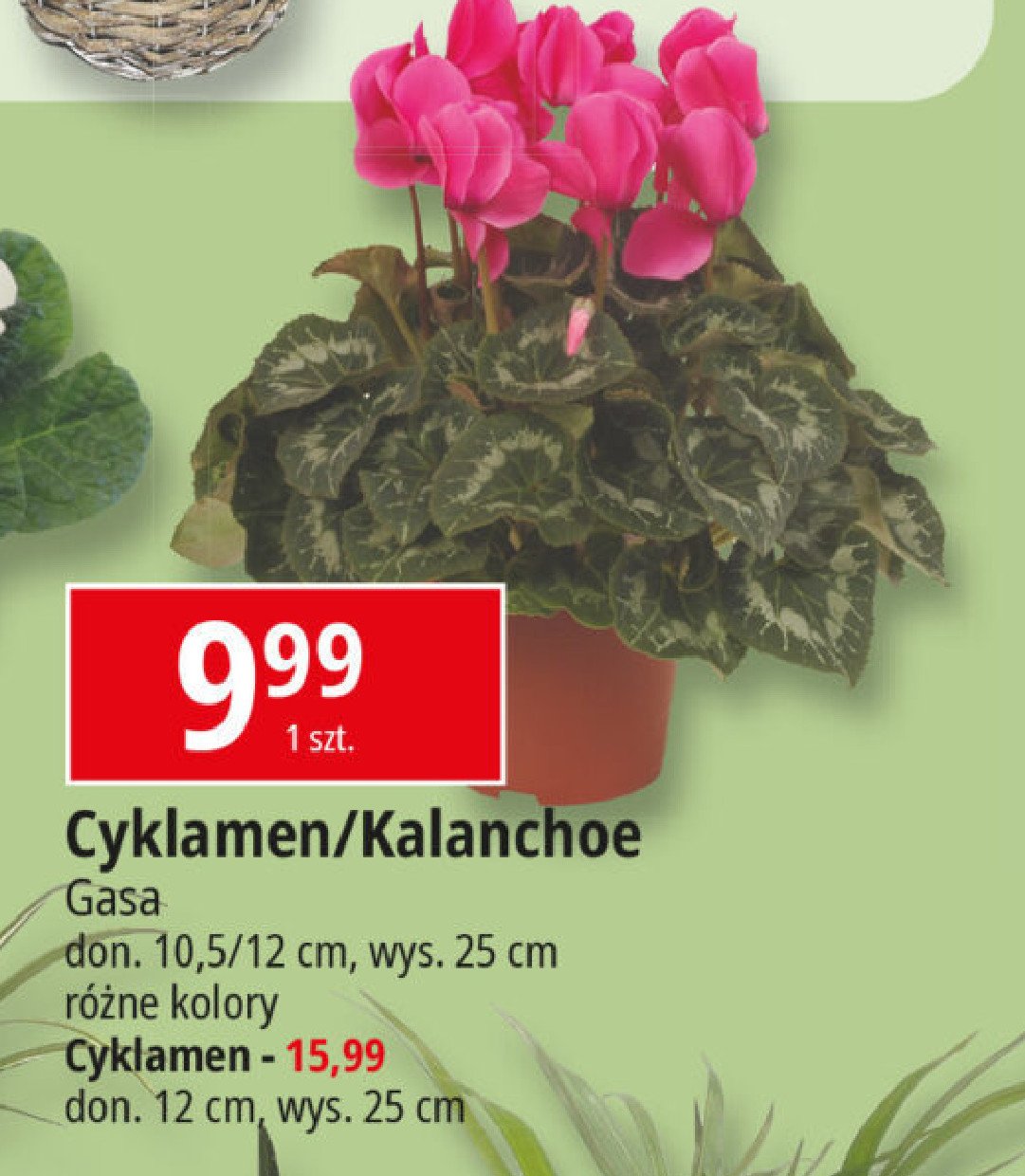 Cyklamen don. 10.5 cm Gasa group promocja