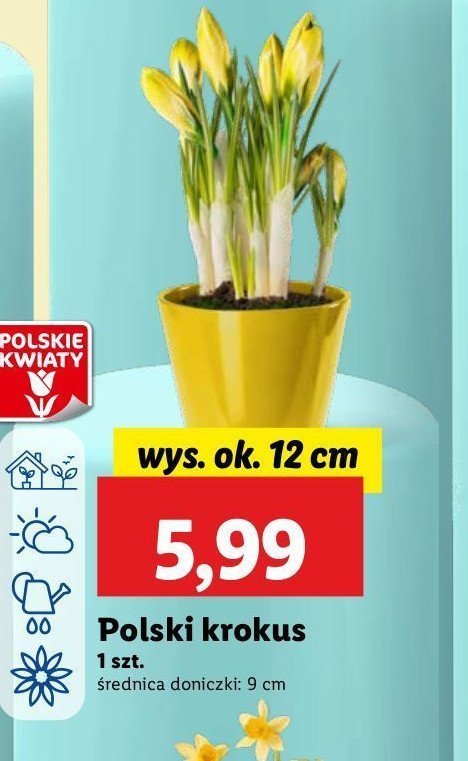 Krokus 9 cm promocja