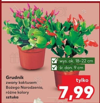 Grudnik w donicy śr 9 cm promocja