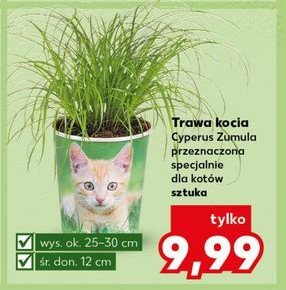 Kocia trawa promocja