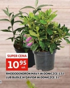 Rhododendron promocja