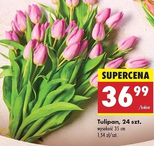 Tulipan 35 cm promocja w Biedronka