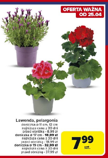 Lawenda w don. 17 cm promocja