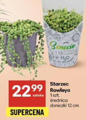 Starzec Rowleya średnica doniczki 12 cm promocja w Delikatesy Centrum
