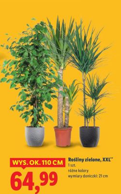 Rośliny zielone, XXL promocja w Lidl