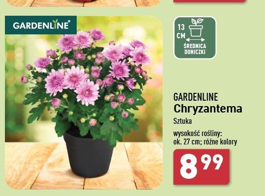 Chryzantema 27 cm GARDEN LINE promocja