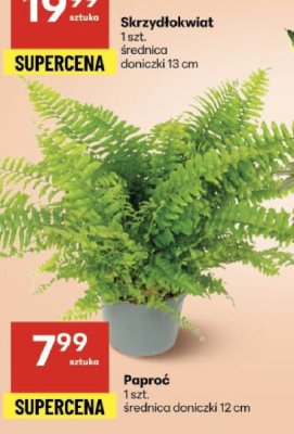 Skrzydłokwiat promocja w Delikatesy Centrum