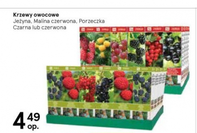 Krzew owocowy porzeczka czarna Tesco mw promocja