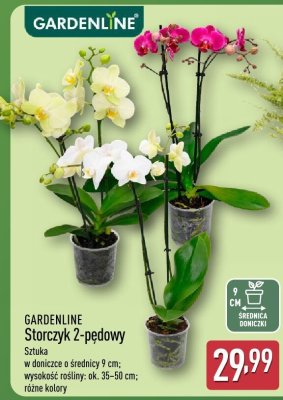 Storczyk 2-pędowy  promocja w Aldi