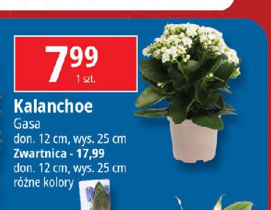 Kalanchoe 25 cm Gasa group promocja