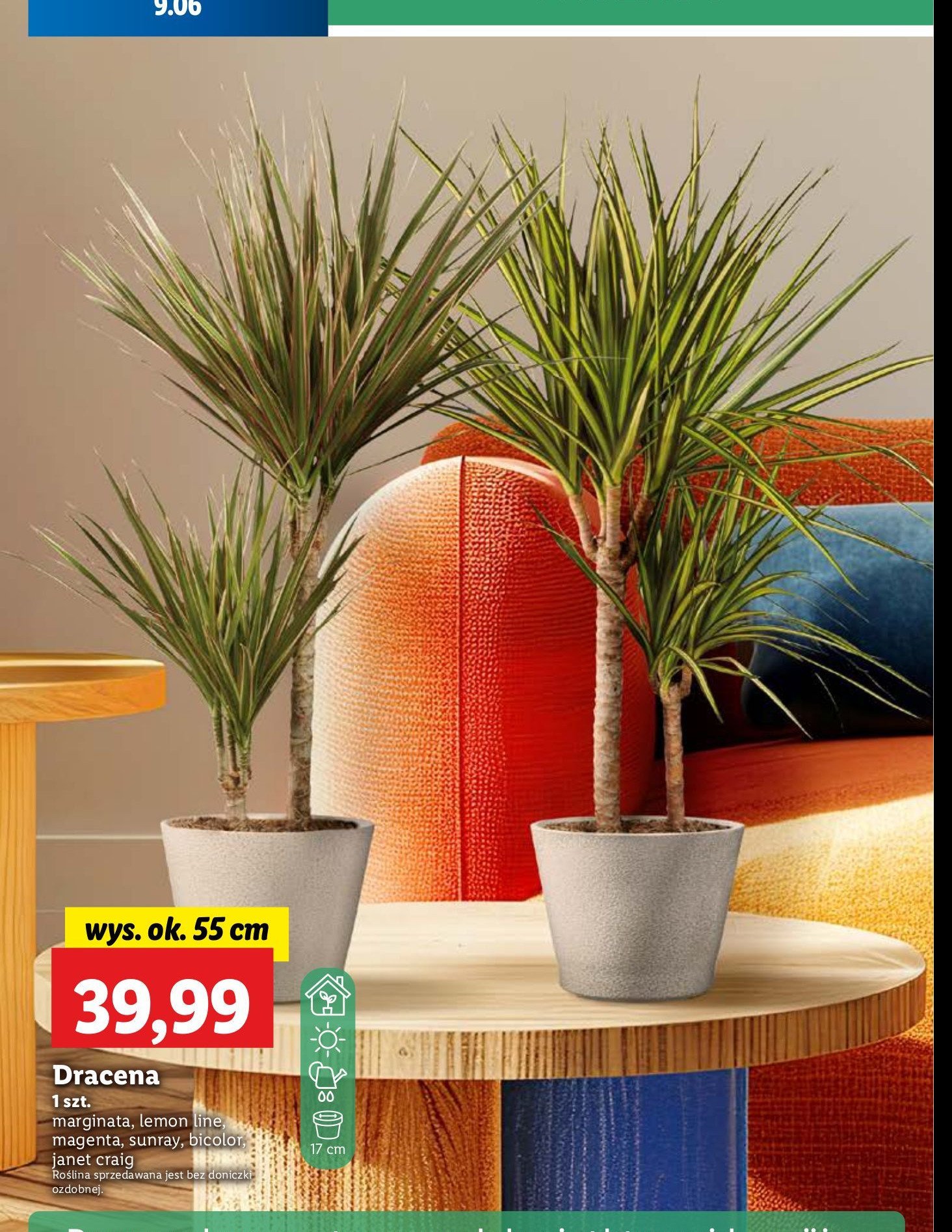 Dracena lemon lime 艣r. 17 cm promocja