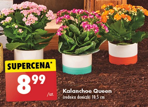 Kalanchoe queen 10.5 cm doniczka promocja