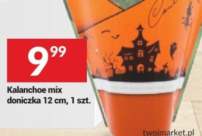 Kalanchoe mix doniczka 12 cm, 1 szt. promocja w Twój Market