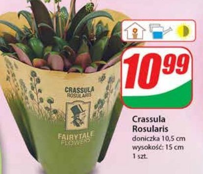 Crassula rosularis promocja