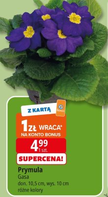 Prymula Gasa 10,5 cm różne kolory promocja w Leclerc