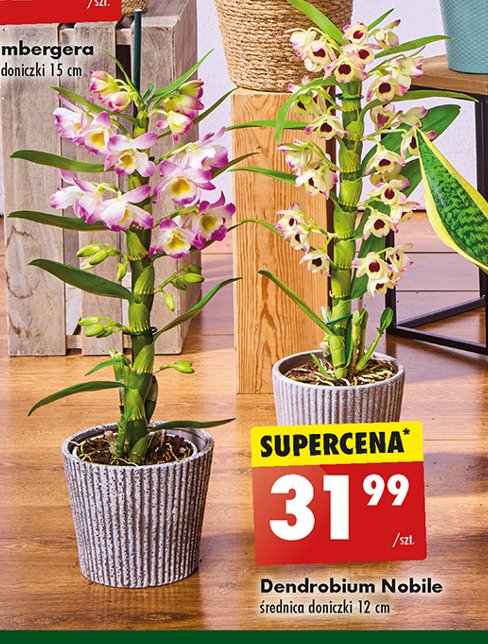 Dendrobium nobile promocja w Biedronka