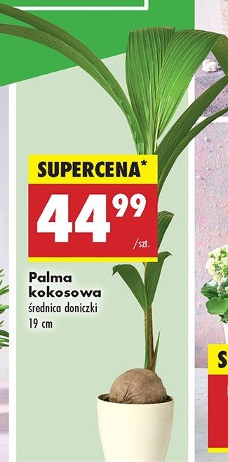 Palma kokosowa don 19 cm promocja