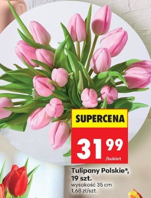 Tulipany Polskie, 19 szt. promocja w Biedronka