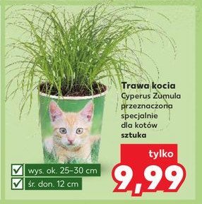 Trawa kocia 12 cm promocja