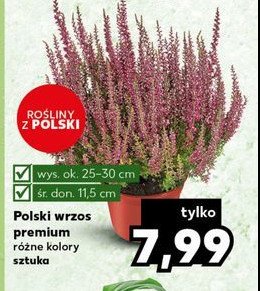 Wrzos premium 11.5 cm promocja