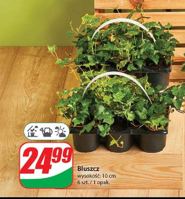 Bluszcz promocja