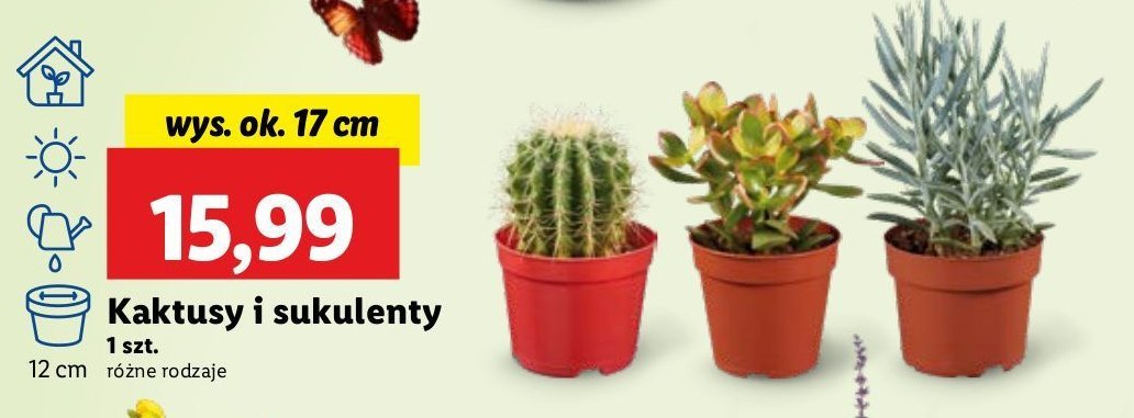 Sukulent promocja