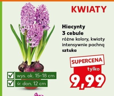 Hiacynty 3 cebule różne kolory promocja w Kaufland