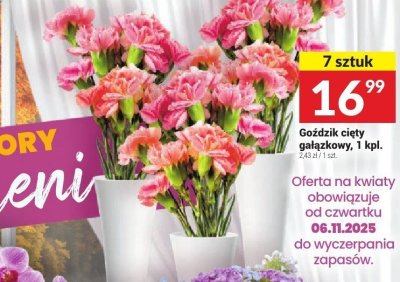 Goździk cięty gałązkowy, 1 kpl. promocja w Twój Market