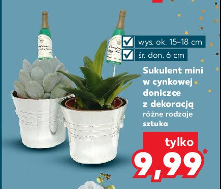 Sukulent mini w cynkowej doniczce z dekoracj膮 promocja